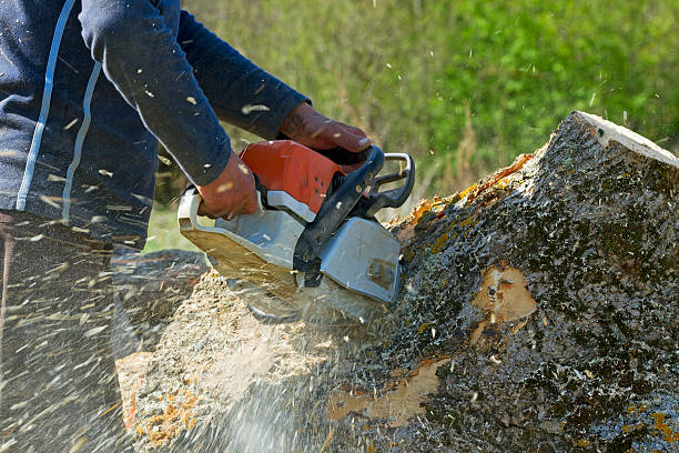 Best Palm Tree Trimming  in USA